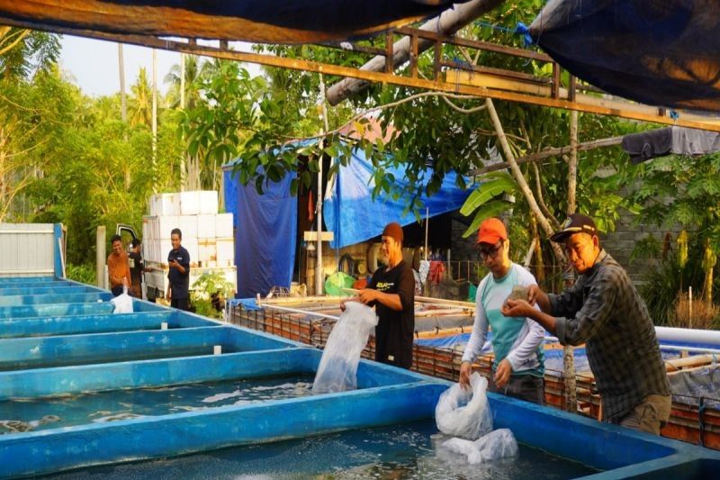 Fakta Unik: Sentra Benih Unggulan, DKP Sulbar Salurkan Ribuan Bibit Ikan Nila untuk Perkuat Budi Daya Air Tawar