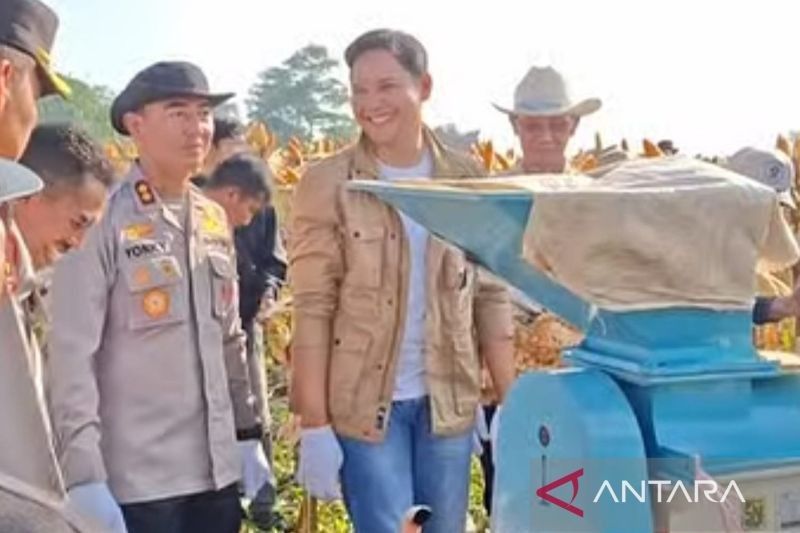Terungkap! Kabupaten Cianjur Panen Jagung Hibrida 8 Ton per Hektare, Dorong Peningkatan Produksi Jagung Cianjur