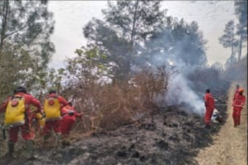 Pusdalops Catat: Karhutla Sumut Landa Toba dan Samosir, Luas Lahan Terdampak Capai Hektaran!