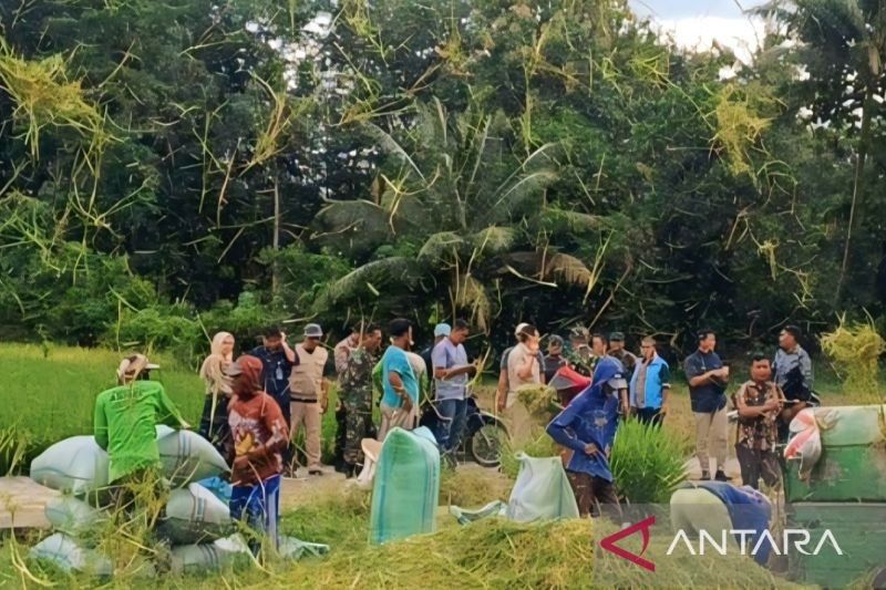 Tahukah Anda? Hama Tikus Biang Gagal Panen, Dinas Pertanian OKU Selatan Gelar Penyuluhan Pengendalian Hama Padi