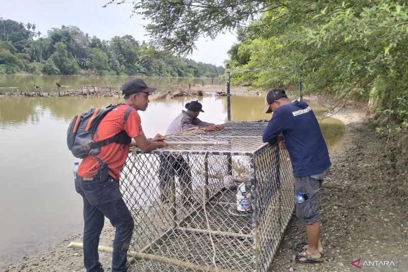 Fakta Unik Buaya Muara: Perangkap Buaya BKSDA Aceh Barat Dipindahkan, Ini Alasannya!