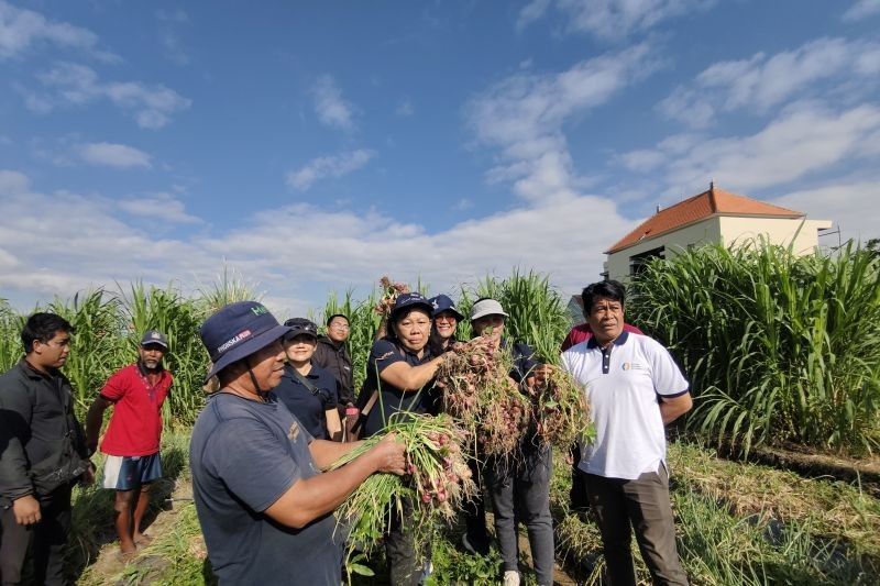 Fantastis! Panen Bawang Merah Denpasar Capai 282 Kwintal per Hektar, Tekan Inflasi Daerah