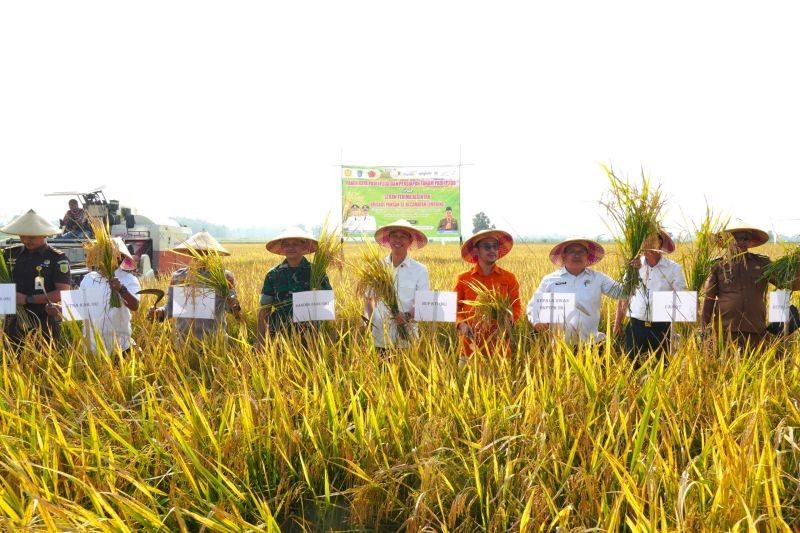 Fakta Menarik: Program Oplah OKI Tingkatkan Indeks Pertanaman dari IP 100 ke IP 300, Petani Makin Sejahtera!