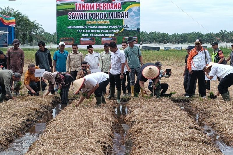 DTPH Pasaman Barat Tingkatkan Produksi Padi Melalui Kolaborasi Inovatif, Targetkan 20 Ribu Hektare Lahan Tanam