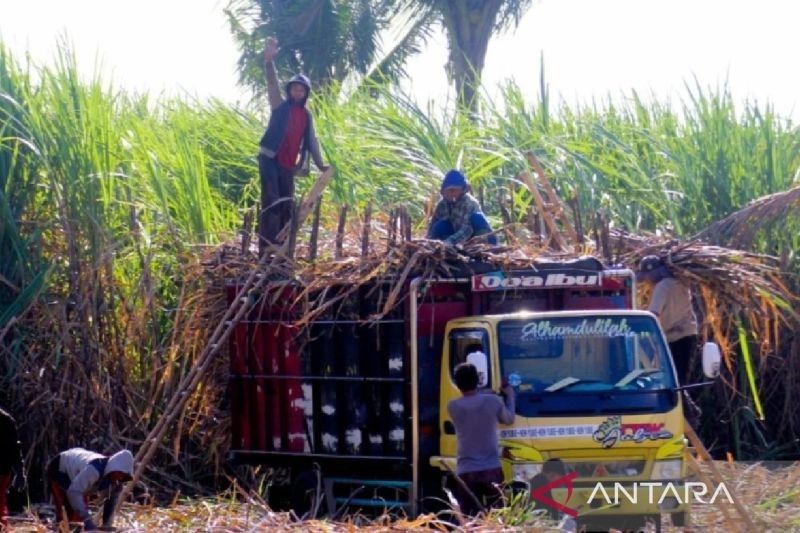 Terkuak! 5.000 Ton Gula Petani di Situbondo Belum Laku Terjual, Petani Tebu Menanti Pembayaran