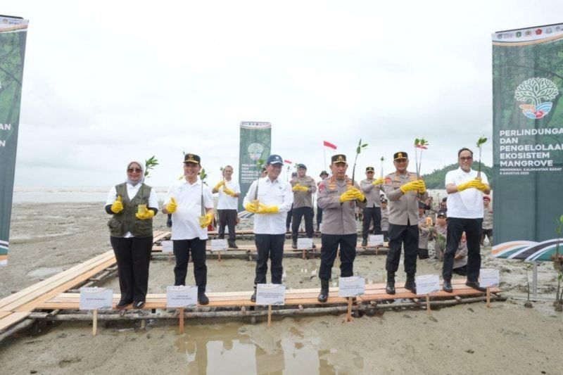 Fakta Unik: Antam Tanam Jutaan Bibit, Perkuat Perlindungan Ekosistem Mangrove di Kalimantan Barat