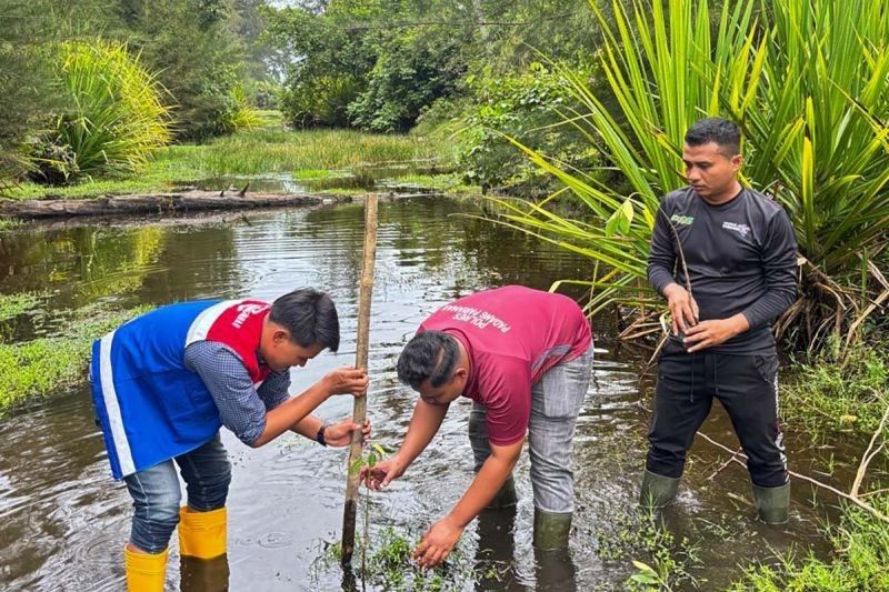 Fakta Mengejutkan! Satu Hektare Mangrove Serap 1.000 Ton Karbon, Pertamina Sumbagut Gencarkan Penanaman Bakau untuk Atasi Abrasi
