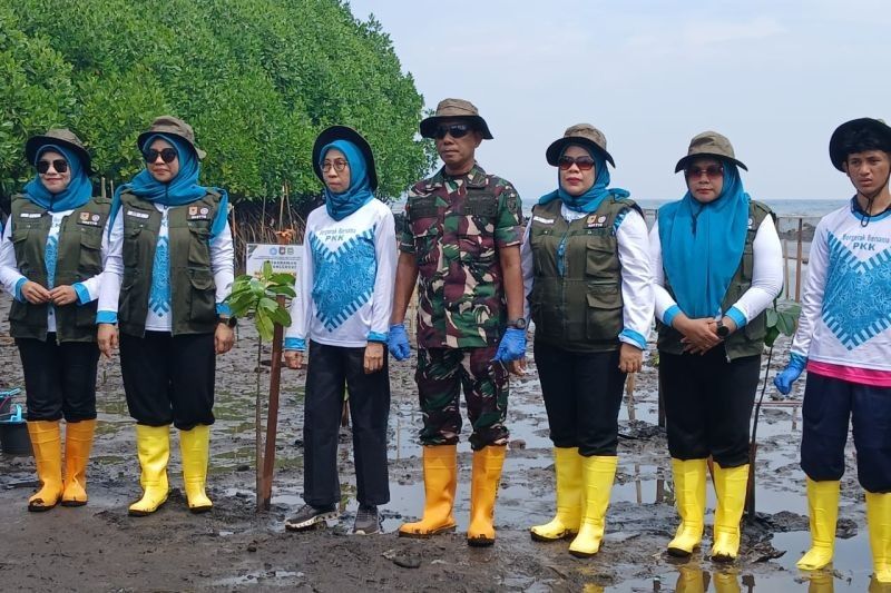 Aksi Heroik di Pesisir Gambesi: Pemprov Maluku Utara Tanam 240 Pohon Mangrove untuk Jaga Lingkungan