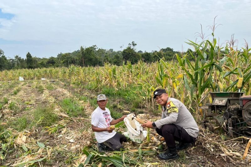 Panen Raya 2,5 Ton Jagung, Polres Lingga Sukses Wujudkan Ketahanan Pangan Bersama Masyarakat