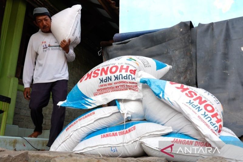 Fakta Menarik: Bagaimana Akses Cepat Pupuk Subsidi Kini Merawat Harapan Petani Padi di Cirebon?
