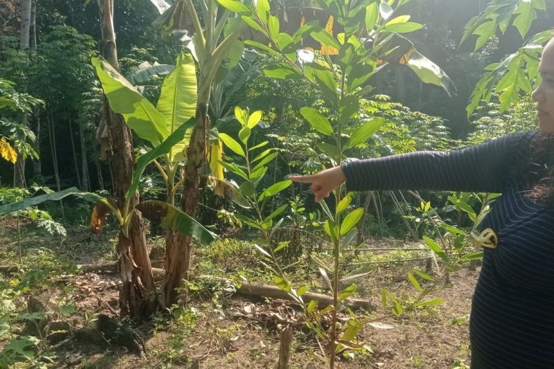 Trivia: 8 Ekor Babi Hutan Bikin Petani Lebak Gagal Panen, Rugi Puluhan Juta Rupiah