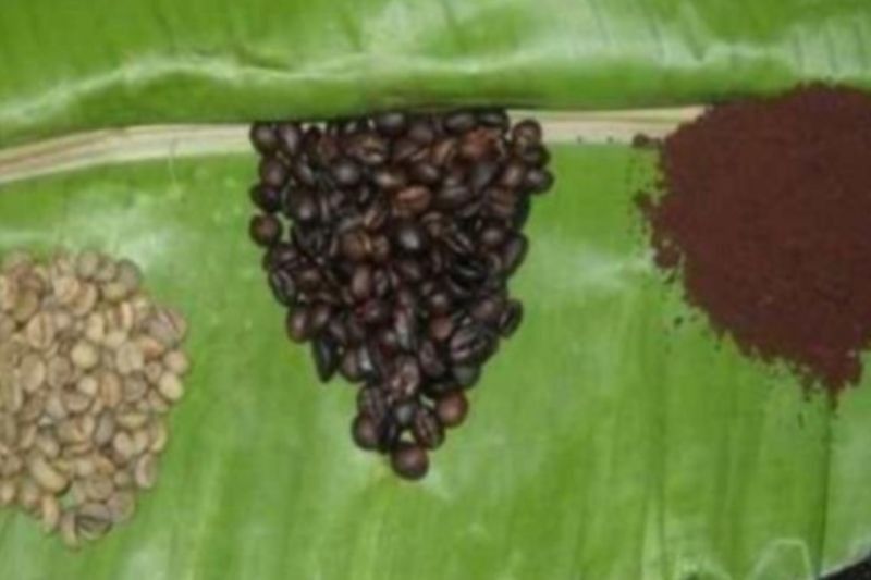 Terungkap! Kopi Sula, Robusta Khas Maluku Utara, Resmi Tercatat Potensi Indikasi Geografis Nasional