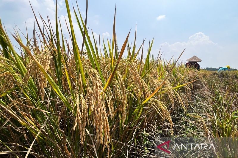 Fakta Unik: Capai 67 Ribu Hektare, Luas Tambah Tanam Cirebon Jadi Kunci Swasembada Pangan Nasional