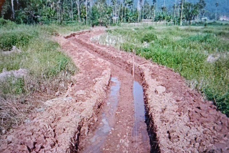 Optimalisasi Lahan Pertanian, Pasaman Barat Targetkan Peningkatan Produksi Padi Signifikan