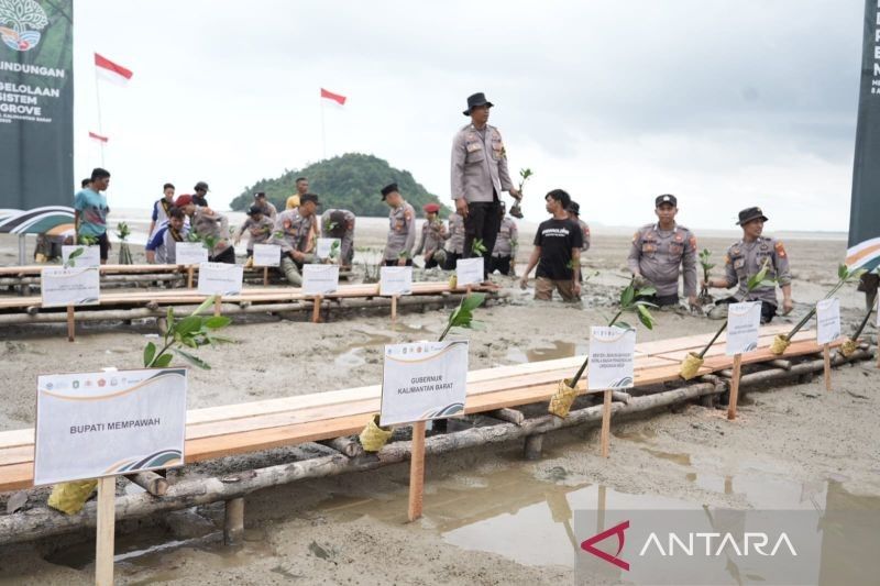 Fakta Unik Ekosistem Mangrove Kalbar: Punya 2 Jenis Langka Dunia, Pemprov Perkuat Kolaborasi Pelestarian