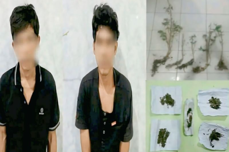 Polisi Sita Ganja di Kebun Warga OKU Selatan, Pelaku Terancam Hukuman Seumur Hidup