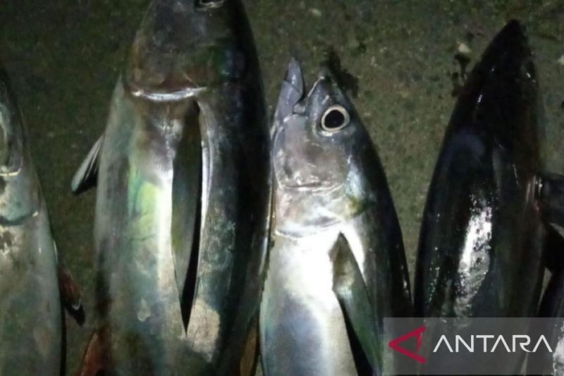 Terungkap! Daun Jarak Pagar Jadi Solusi Biointervensi Ikan, Cegah Keracunan Histamin pada Tuna & Cakalang