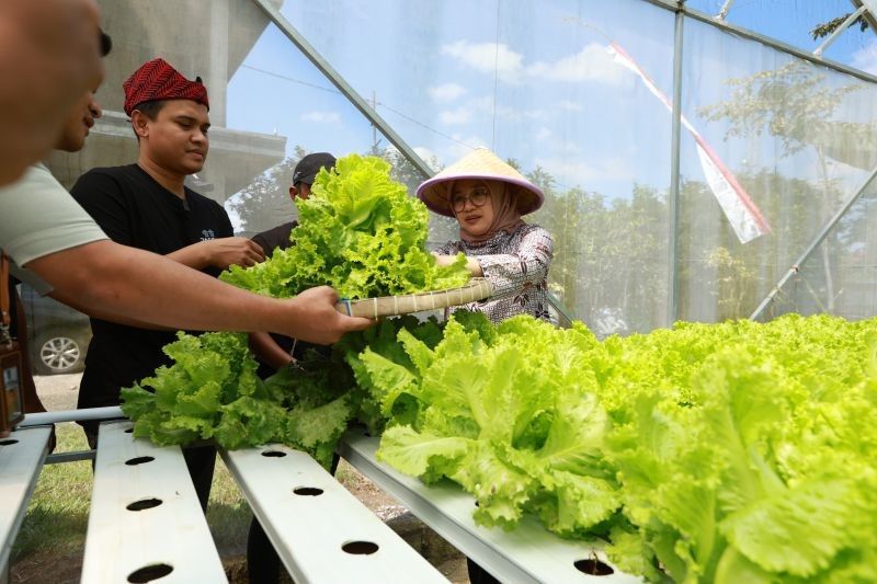 Kisah Inspiratif: Dua Petani Muda Banyuwangi Sukses Raup Omzet Jutaan dari Hidroponik, Bukti Pertanian Bukan Profesi Tertinggal!