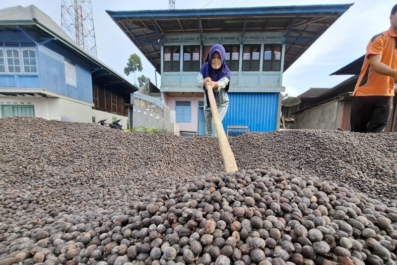 Fakta Unik Lampung Produsen Kopi Robusta Kedua Terbesar, ICARE Fokus Tingkatkan Pemberdayaan Petani Kopi Tanggamus