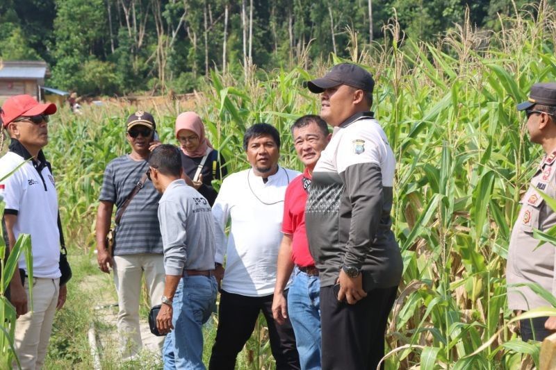 Fakta Unik: Polres Lingga Sulap 30 Hektare Lahan Tidur Jadi Sentra Jagung, Perkuat Ketahanan Pangan Nasional