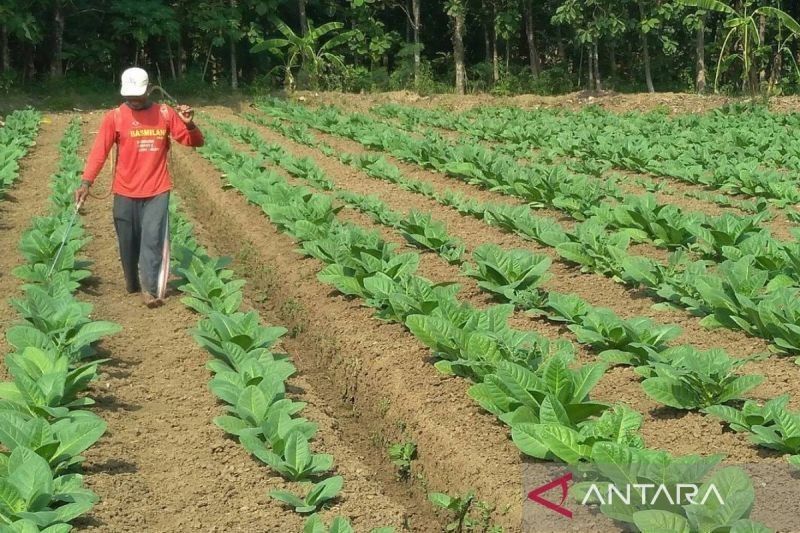 Pemkab Sumenep Tetapkan BPP Tembakau Rp67.929 per Kg untuk Musim Tanam 2025: Patokan Harga Petani