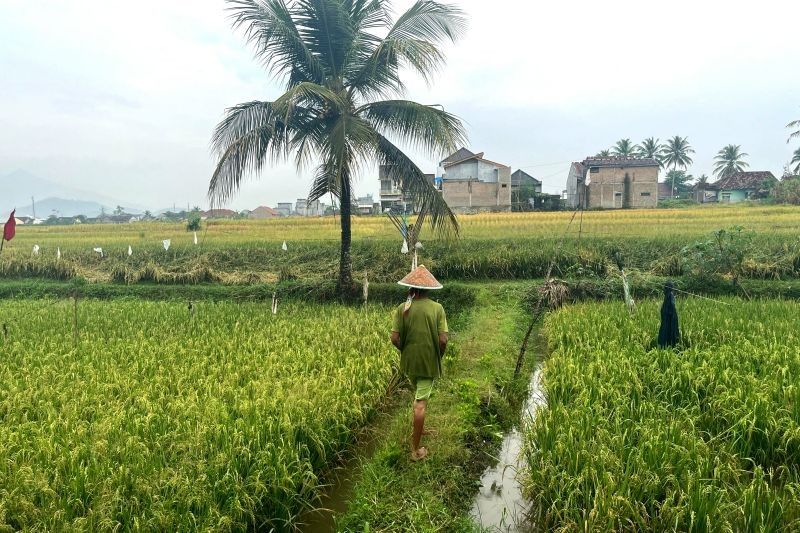 Fakta Unik: Bagaimana Tata Kelola Lahan dan Air Mendorong Indeks Pertanaman 300 di Lampung?