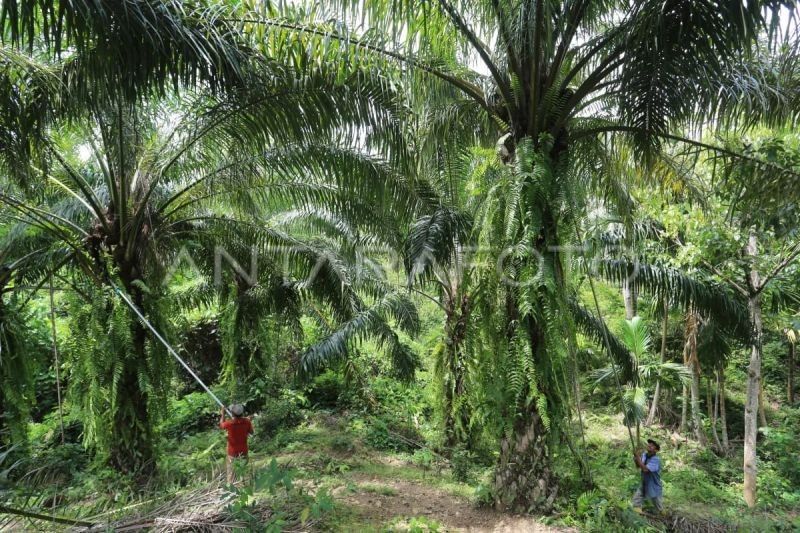 Fantastis! Dana Rp129 Miliar untuk Replanting Sawit di Aceh Jaya, Namun Ada Kendala Tak Terduga