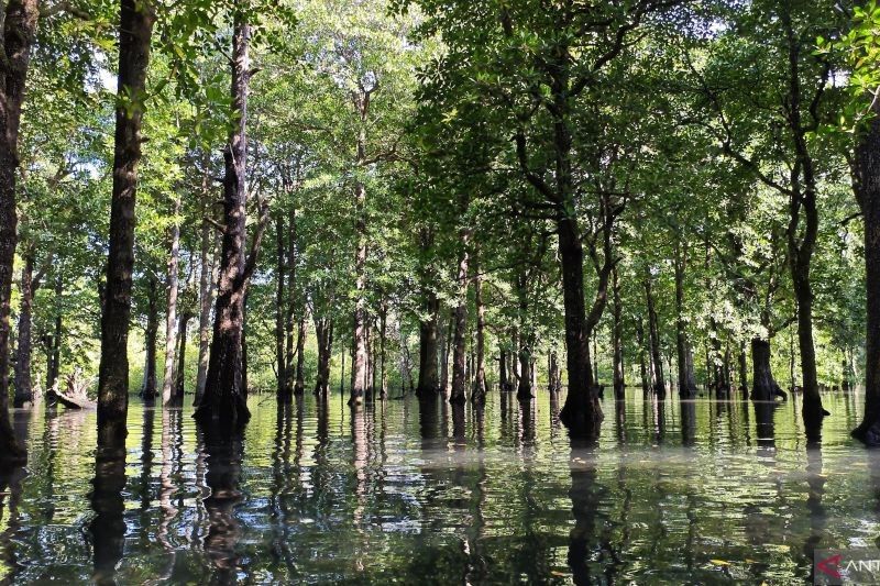 Menjelajahi Keajaiban Hutan Mangrove Teluk Sulaiman: Dari Salo Buaya yang Menyejukkan hingga Penyu Langka di Kalimantan Timur