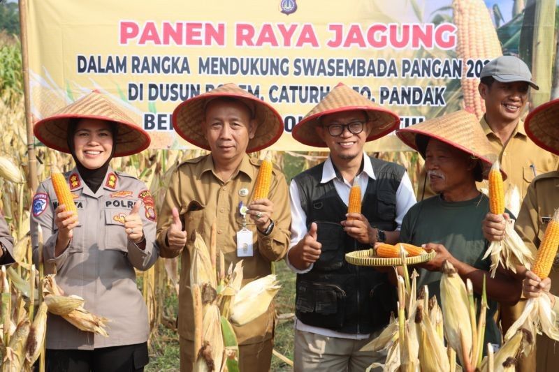 Fakta Unik Panen Jagung 10 Hektare di Bantul: Polri Dampingi Petani, Dukung Swasembada Pangan
