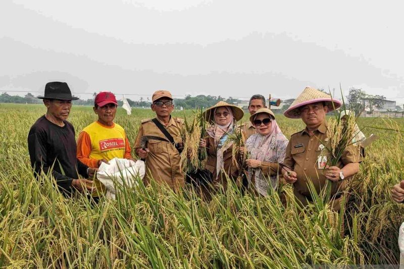 Fakta Menarik: Distan Bekasi Intensifkan Program Pengendalian Hama Terpadu untuk Ketahanan Pangan Nasional