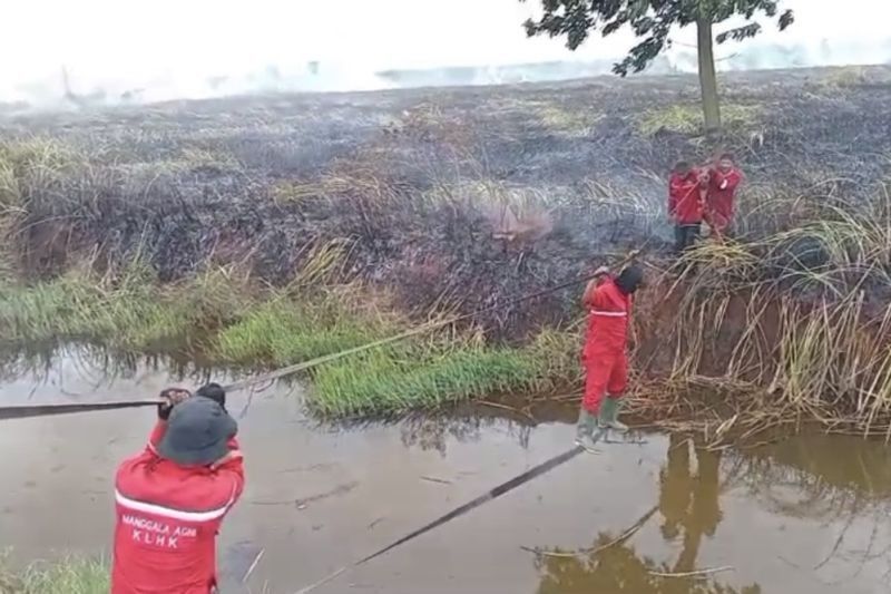Terungkap! Balai Dalkarhut Temukan Kebakaran Lahan di Ogan Ilir Sumsel, Apa Penyebabnya?