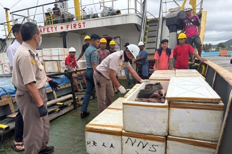 Terungkap! Karantina Sulut Amankan 800 Kilogram Daging Celeng Tanpa Dokumen di Pelabuhan Bitung