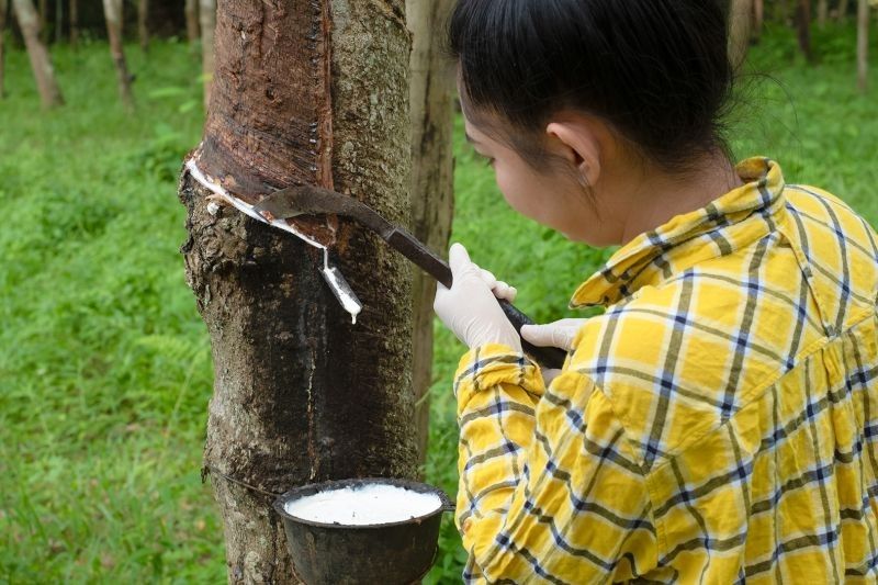 Koltiva, Perusahaan Agritech RI, Bantu Thailand Wujudkan Karet Bebas Deforestasi: Siap Hadapi Regulasi EUDR!