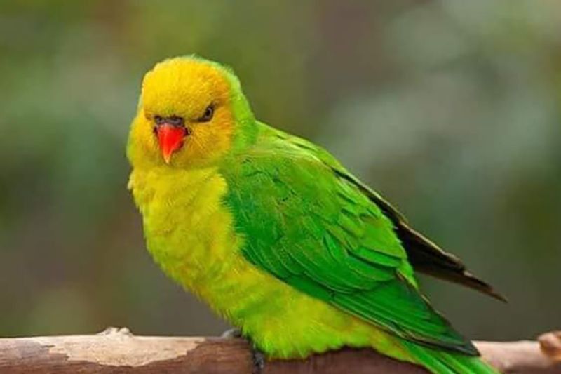 Ritual Adat Iringi Pelepasliaran 6 Burung Perkici Timor Langka oleh BBKSDA NTT di Hutan Lindung