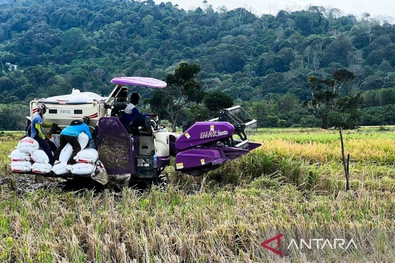 Kementan Berupaya Wujudkan Tanam Padi Tiga Kali Setahun di Kalsel, Tingkatkan Produksi Pangan Nasional