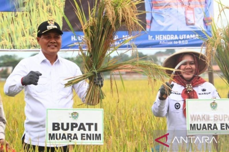Fantastis! Panen Raya Padi di Muara Enim Hasilkan 8,7 Ton per Hektare, Optimisme Ketahanan Pangan Meningkat