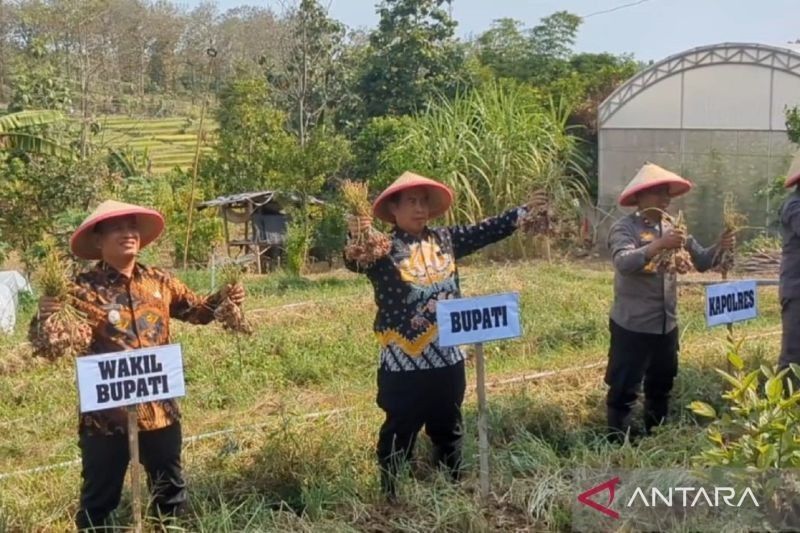 Fakta Unik Tanah Madiun: Panen Bawang Merah Melimpah, Pemkab Madiun Genjot Budi Daya Tekan Inflasi