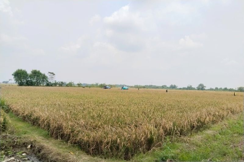 Target Ambisius Bupati Karawang: 88 Ribu Hektare Asuransi Sawah untuk Lindungi Petani dari Gagal Panen