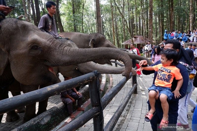 Fakta Unik Gajah Sumatera: Pertamina Patra Niaga Komitmen Dukung Konservasi Gajah Sumatera di Aek Nauli