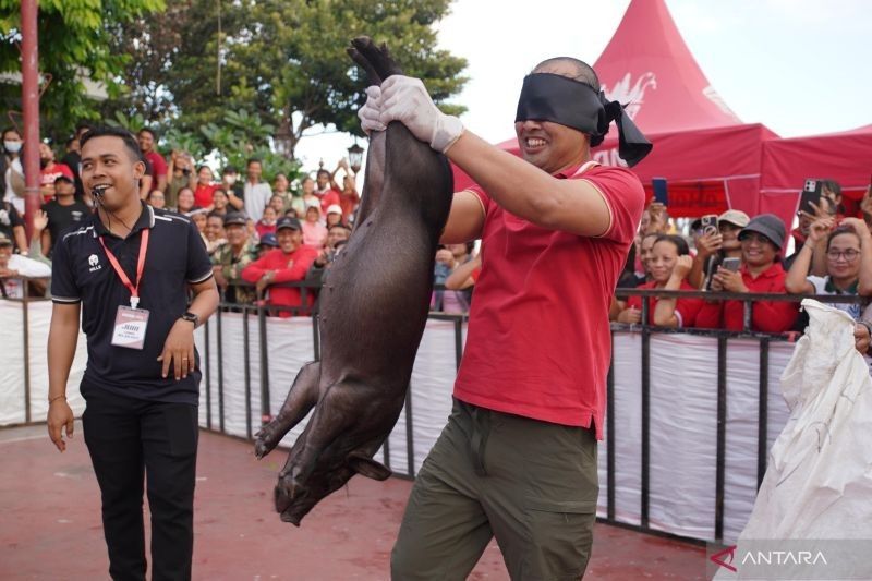 Unik! Pemkab Gianyar Gelar Lomba Tangkap Anak Babi Sambut HUT RI ke-80, Ajang Perekat Kebersamaan