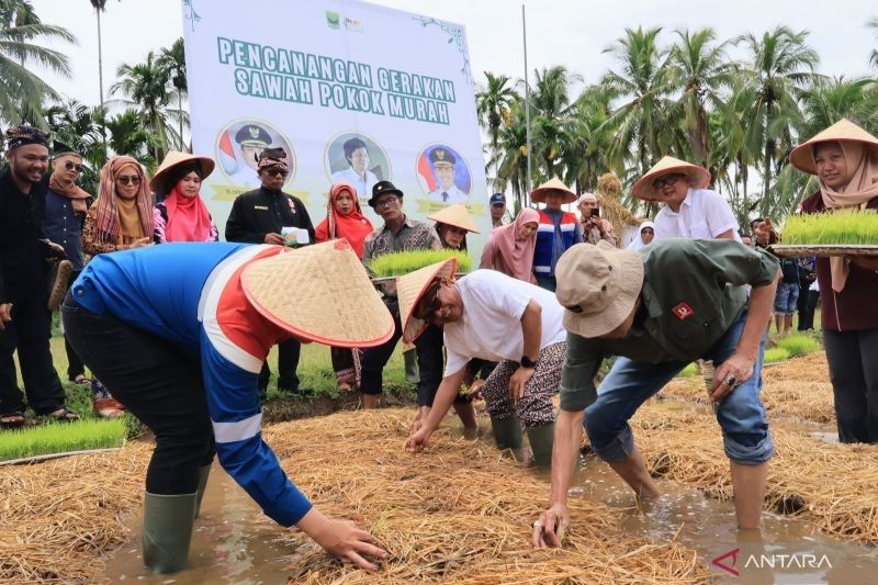 Padang Pariaman Gelar Festival Tani Nagari Tanpa APBD: Dukung Ketahanan Pangan Nasional dengan Sawah Pokok Murah
