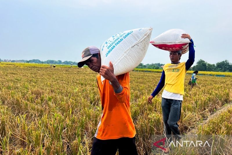 Dari Bulir Tercecer hingga Panen Raya: Bagaimana Kesejahteraan Petani Padi di Cirebon Terjaga