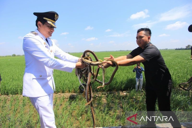Bupati Indramayu Lepas Ratusan Ular dan Burung Hantu: Strategi Unik Pengendalian Hama Tikus Indramayu