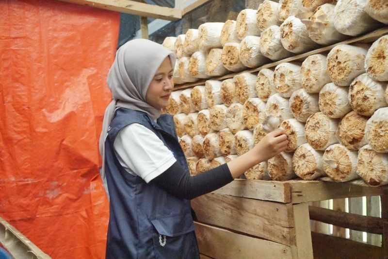 Fakta Kopi Medanglayang: Danareksa Dorong Ekonomi Desa Ciamis Lewat Integrasi Agrikultur-Pariwisata.