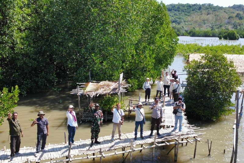 Fakta Menarik: MPMX Tanam 100.000 Bibit, Dukung Ekowisata Mangrove dan Ekonomi Lokal di NTT