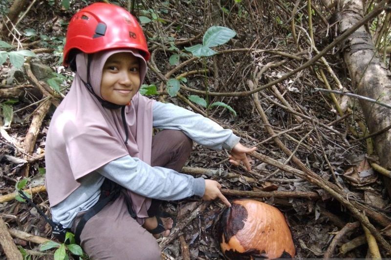 Fakta Unik Bunga Rafflesia Arnoldi: Bonggol Calon Mekar Ditemukan di Solok, Sumatera Barat!