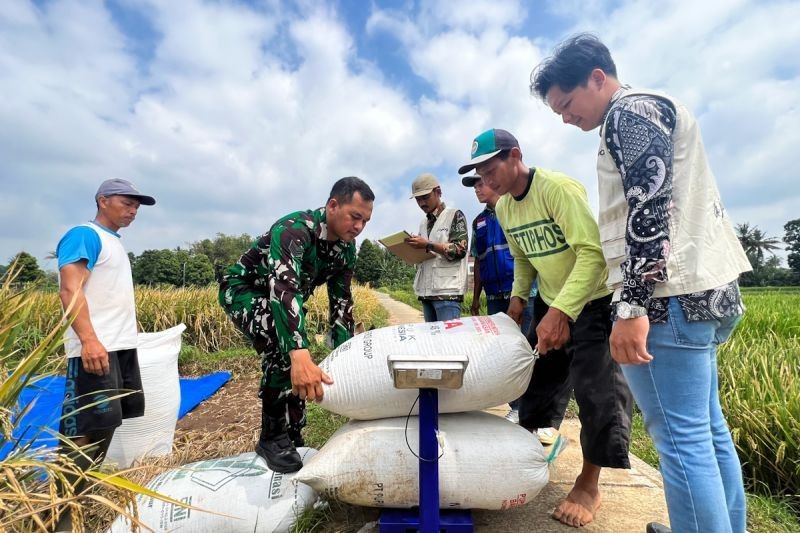 Terungkap! Kebijakan Pro Petani Pemerintah Bawa Angin Segar, Harga Gabah Naik Signifikan