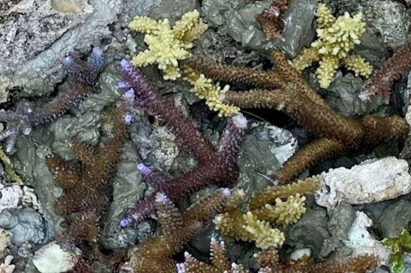 Fakta Unik Konservasi Terumbu Karang: Kepulauan Seribu Libatkan Anak Muda Jaga Ekosistem Pesisir Jakarta