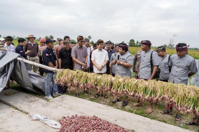 Badung Panen Raya: Komitmen Pemkab dalam Pengembangan Bawang Merah untuk Ketahanan Pangan Daerah