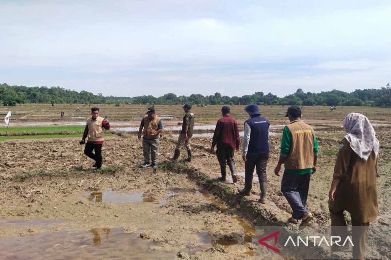 Mengatasi Kekeringan, Pemkab Simeulue Bangun Waduk Raksasa untuk Pertanian: Pulau Terluar Aceh Siap Panen di Musim Kemarau